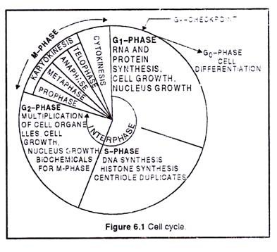 393x358 Cell Cycle Diagram - Cell Cycle Drawing Worksheet