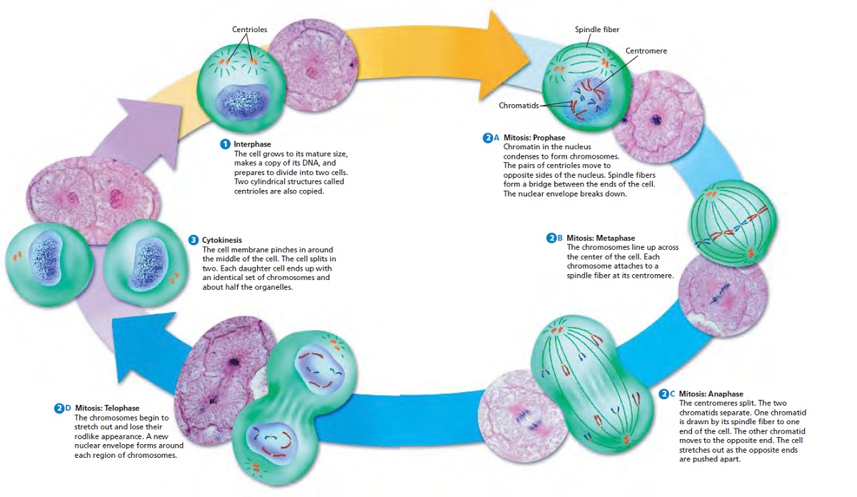 1200x696 Cell Cycle Diagrams Printable Diagram - Cell Cycle Drawing Worksheet