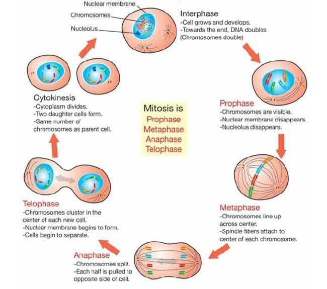 Cell Cycle Drawing Worksheet at PaintingValley.com | Explore collection ...