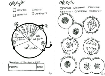Amazing the cell cycle colouring worksheet - Literacy Worksheets