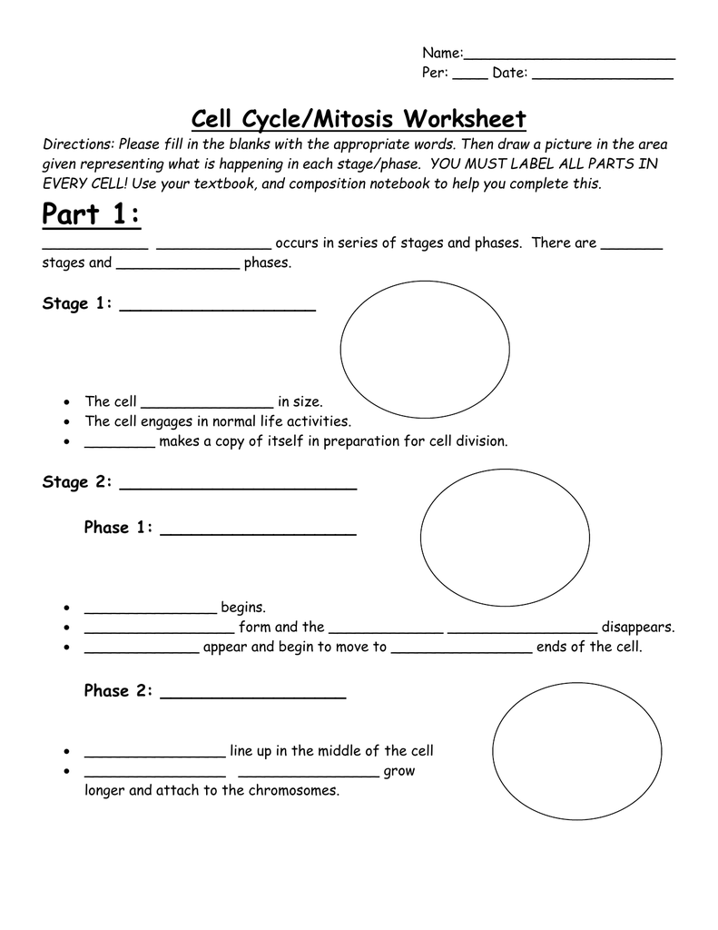 791x1024 cell cyclemitosis worksheet - Cell Cycle Drawing Worksheet