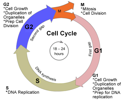 Cell Cycle Drawing Worksheet at PaintingValley.com | Explore collection ...