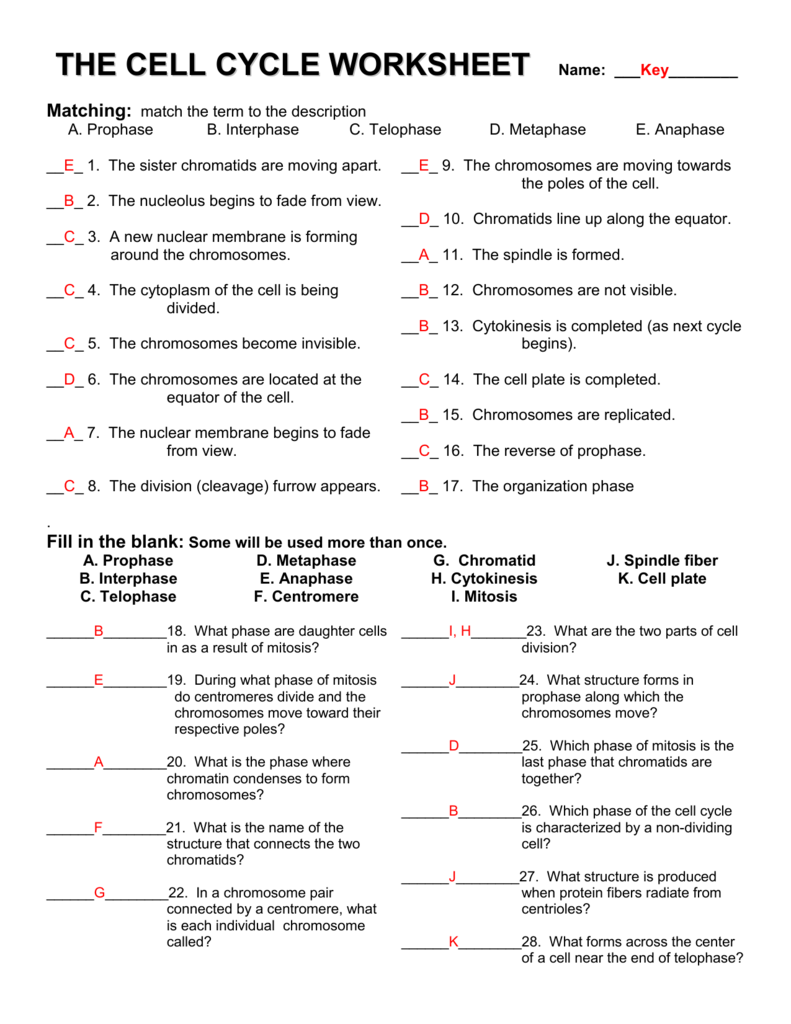 791x1024 the cell cycle worksheet - Cell Cycle Drawing Worksheet