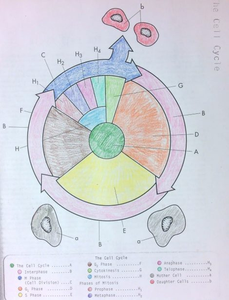 470x614 unique cell cycle worksheet answers biology images - Cell Cycle Drawing Worksheet