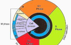 235x150 sample job application cover letter accountant - Cell Cycle Drawing Worksheet