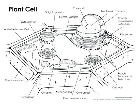 453x350 animal and plant cell worksheets printable cell cycle diagram - Cell Cycle Drawing Worksheet