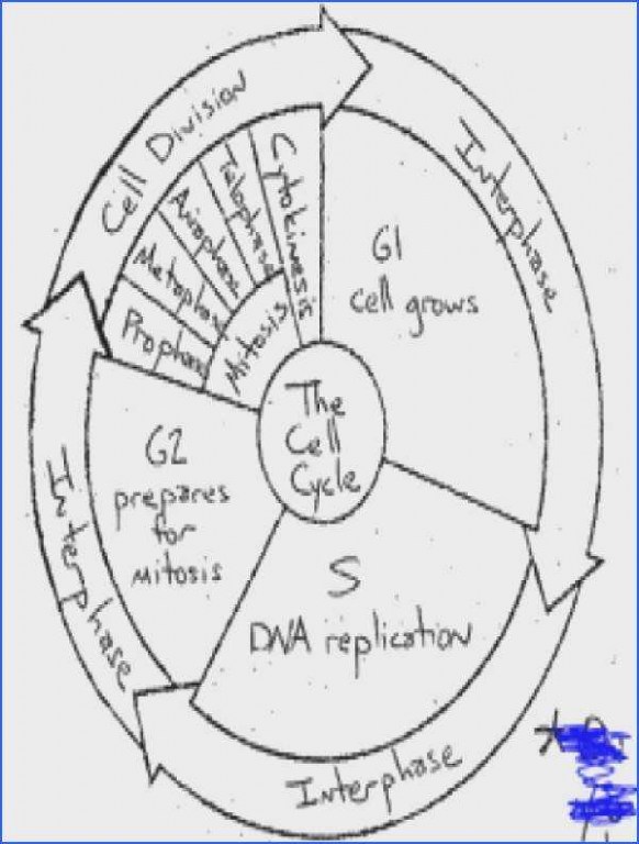 cell-cycle-drawing-worksheet-at-paintingvalley-explore-collection-of-cell-cycle-drawing
