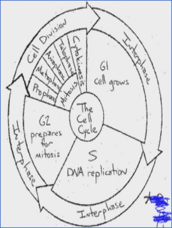 Cell Cycle Drawing Worksheet At PaintingValley Explore Collection Of Cell Cycle Drawing 