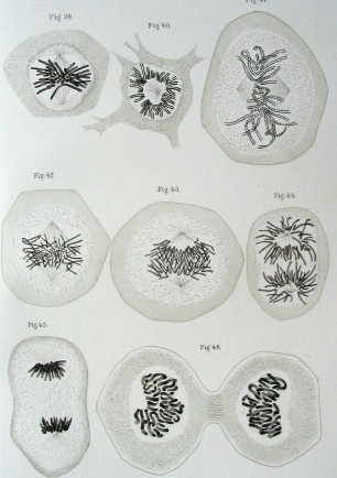 306x434 Cell Division - Cell Division Drawing