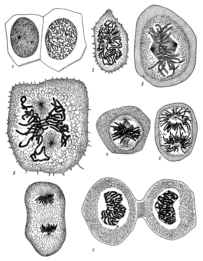 797x1024 Cell Division Ii Biology Visionlearning - Cell Division Drawing
