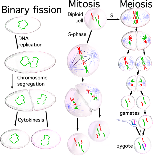 499x507 cell division mitosis and meiosis owlcation - Cell Division Drawing