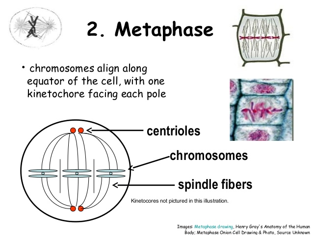 638x479 Cell Division - Cell Division Drawing