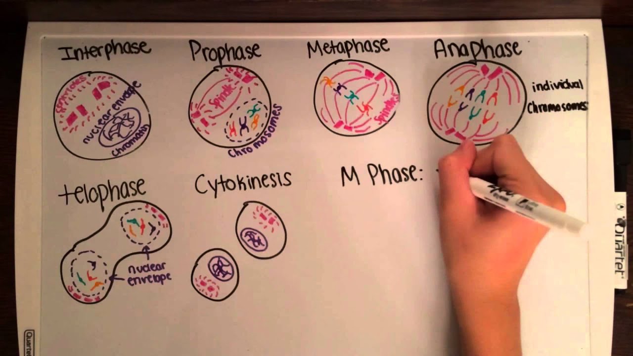 1280x720 Cell Growth And Division - Cell Division Drawing
