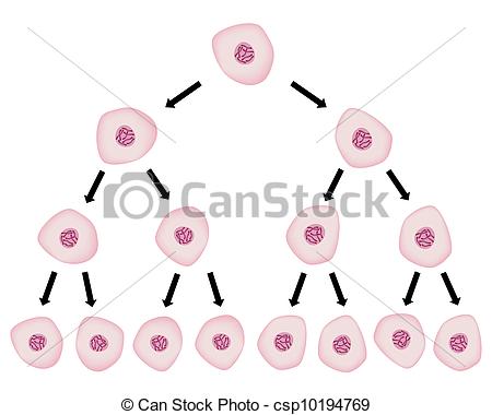 450x380 collection of free mitosis drawing cell division download on ui ex - Cell Division Drawing