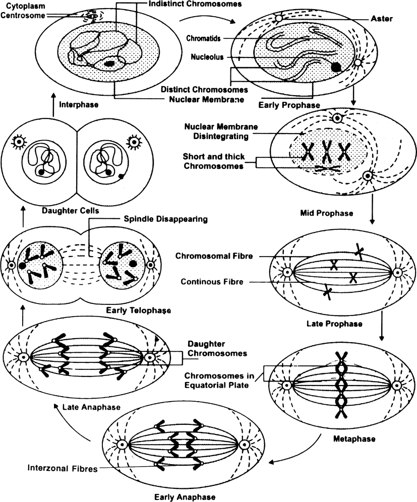 Cell Division Drawing at PaintingValley.com | Explore collection of ...