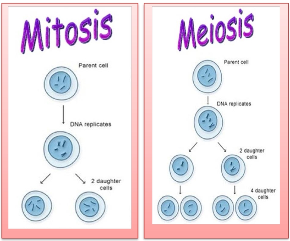959x795 Lesson Plan Of Cell Division General Science Grade Viii - Cell Division Drawing