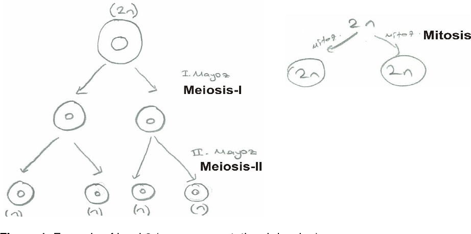 922x458 misconceptions of cell division held - Cell Division Drawing