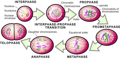 400x196 Group Project - Cell Division Drawing