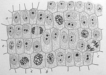 350x248 mitosis - Cell Division Drawing