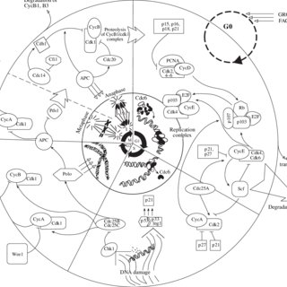 320x320 pdf mitosis regulation and organization of cell division - Cell Division Drawing
