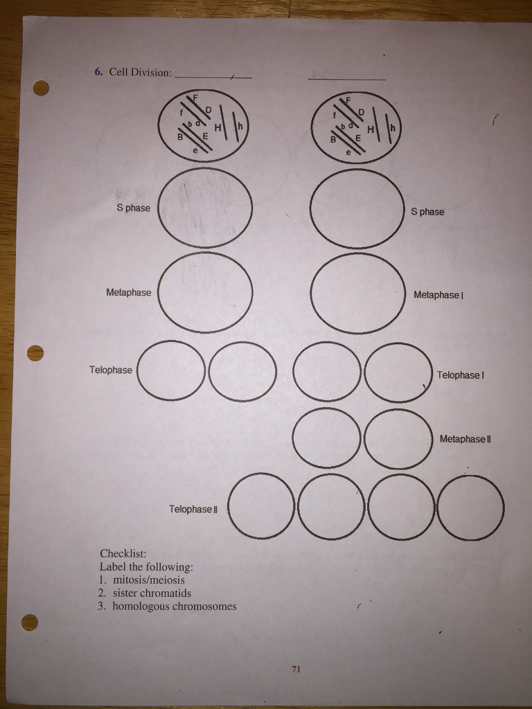 768x1024 solved draw the sequential steps of mitosis and meiosis f - Cell Division Drawing