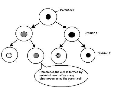 400x291 Cell Division - Cell Division Drawing