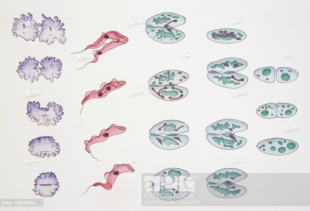 1026x699 Biology - Cell Division Drawing