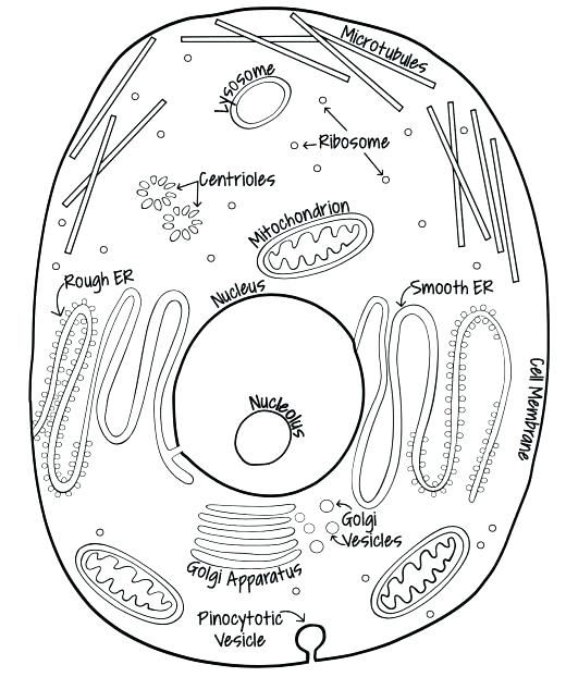 520x622 Animal Cell Coloring - Cell Drawing