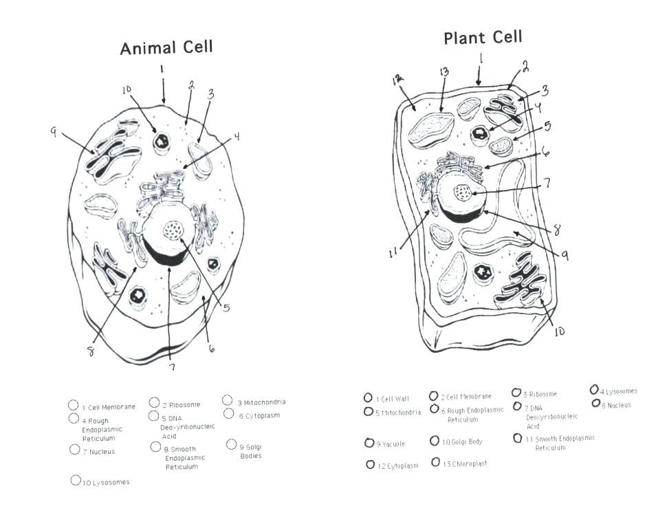970x749 Animal Cell Coloring - Cell Drawing