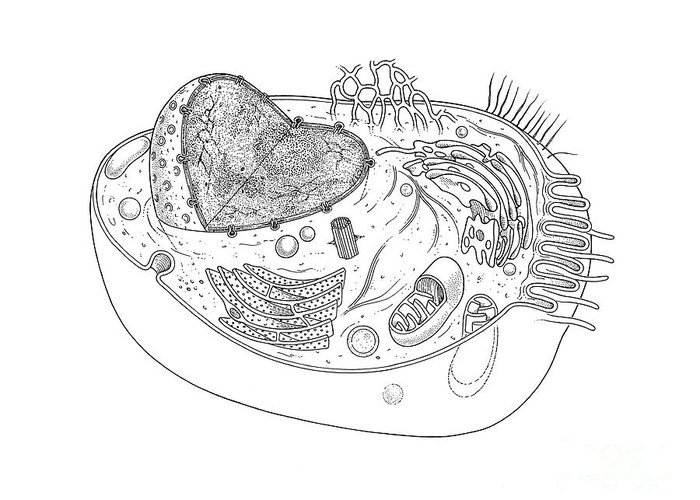 700x500 Animal Cell Diagram Greeting Card For Sale - Cell Drawing