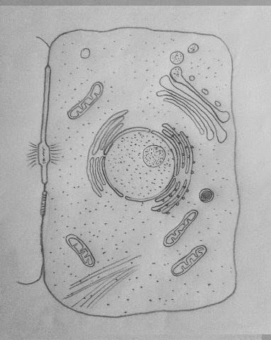 382x480 Draw It Neat How To Draw Animal Cell Science Grade Animal - Cell Drawing