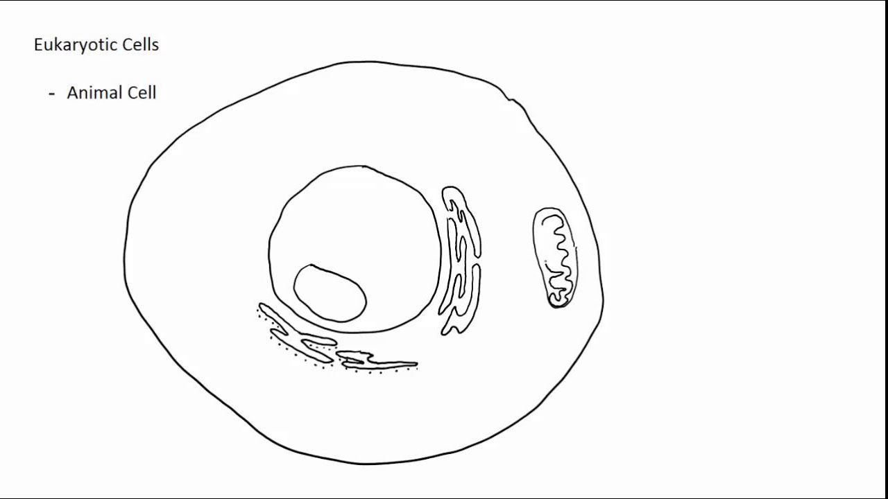 1280x720 Drawing Cells - Cell Drawing