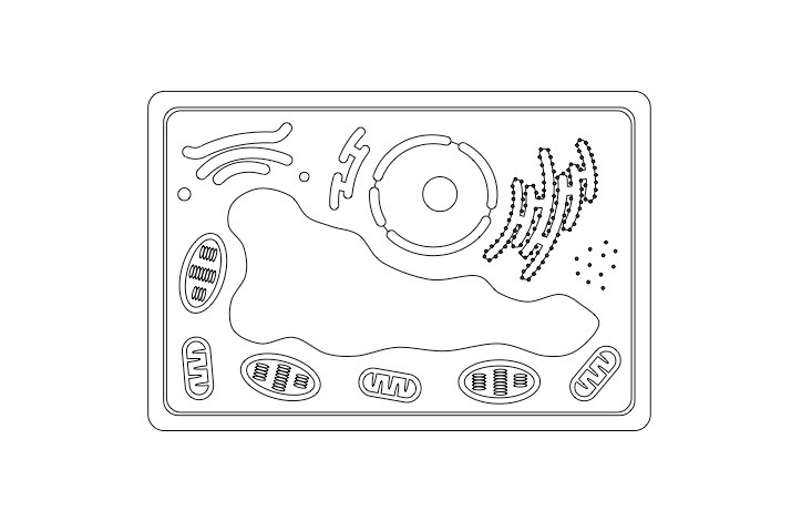 733x470 Eukaryote Structure Bioninja - Cell Drawing
