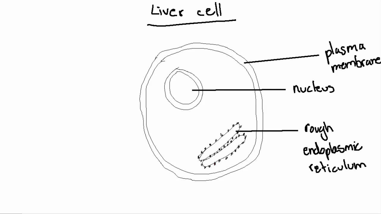 1280x720 Ib Biology Topic Drawing A Liver Cell - Cell Drawing