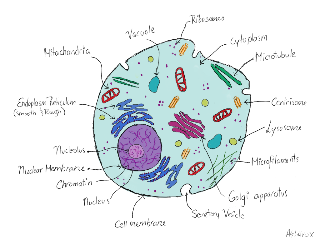 1024x768 Plant Cell Biological Drawing - Cell Drawing