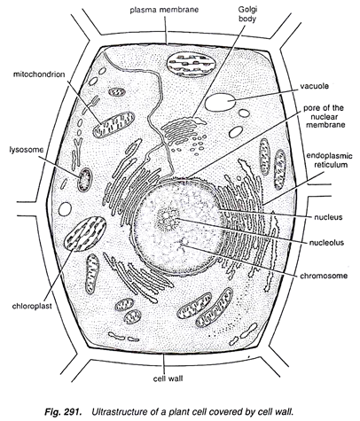 406x475 Structure Of Plant Cell - Cell Drawing