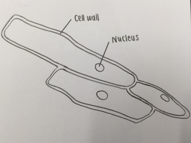 626x470 Low Power Plan Diagram If It's Green Or Moves - Cell Drawing