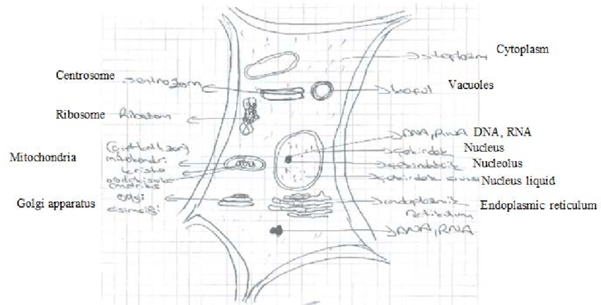 850x432 an example of a plant cell drawing when figure is observed it - Cell Drawing