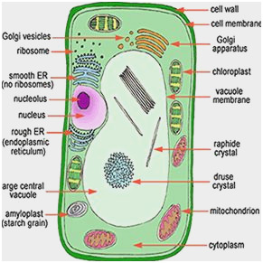 Cell Membrane Drawing Project at PaintingValley.com | Explore ...