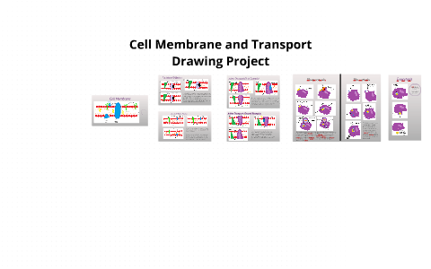 480x300 Cell Membrane And Transport Drawing Project - Cell Membrane Drawing Project