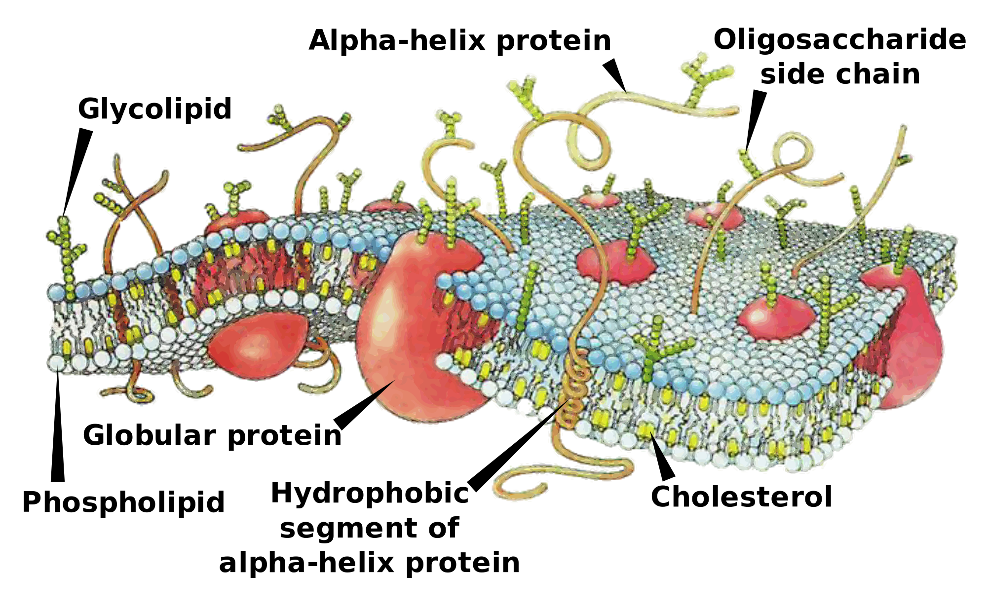 2000x1229 Cell Membrane - Cell Membrane Drawing Project