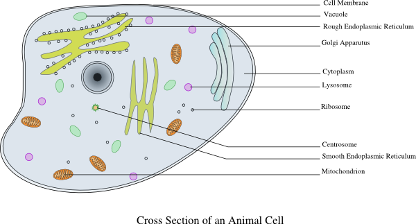 600x323 Ribosome Drawing Cell Model Huge Freebie! Download - Cell Membrane Drawing Project
