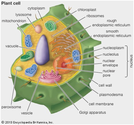 430x400 Cell Theory Diagram Amazing Animal Cell Model Diagram Project - Cell Membrane Drawing Project