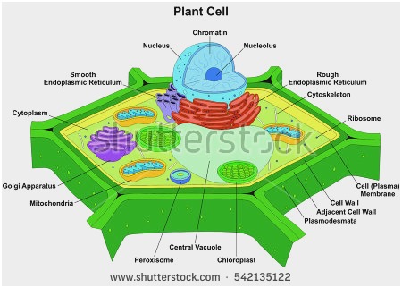 Cell Membrane Drawing Project At Paintingvalley.com 