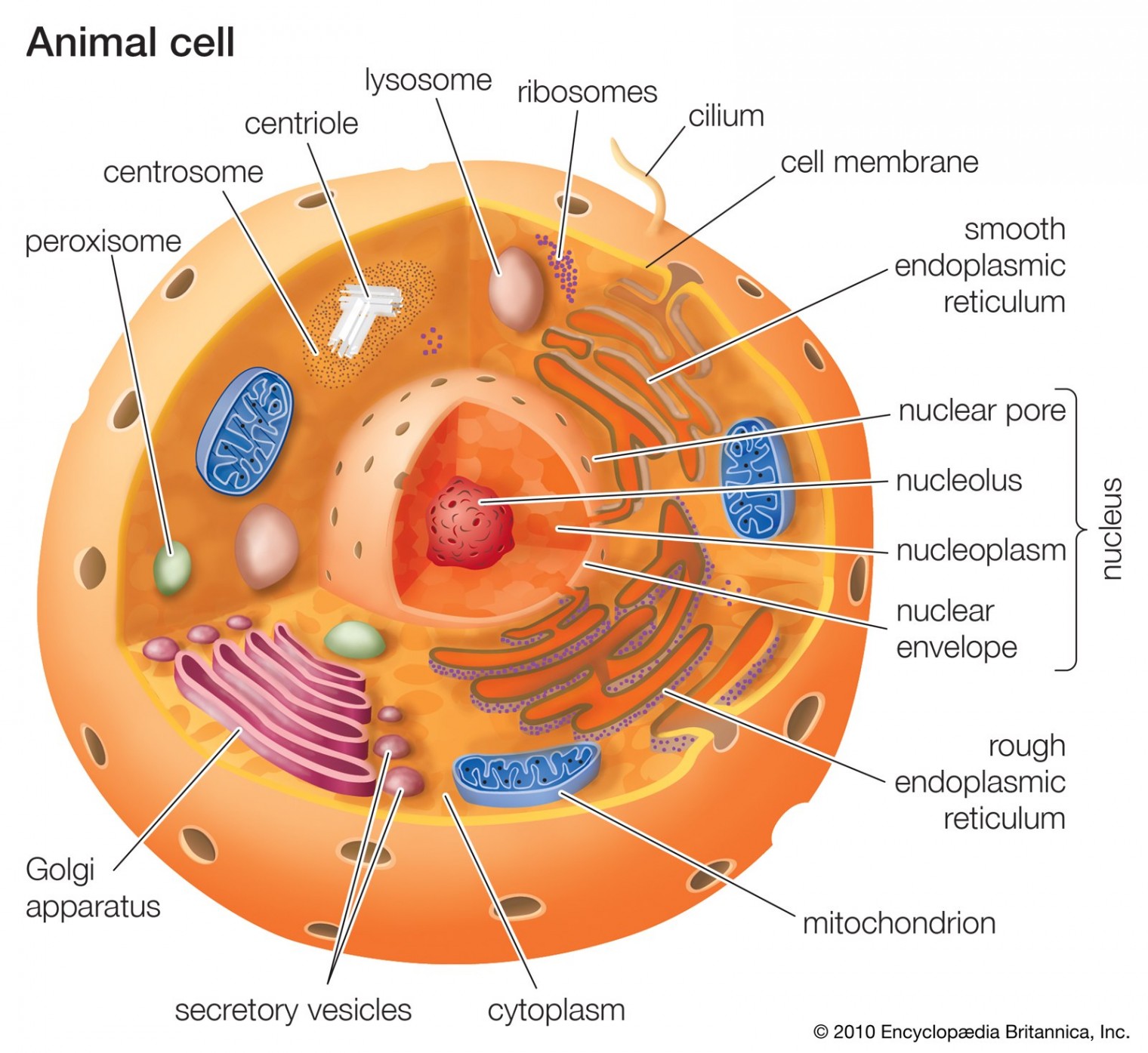 1520x1395 labelled diagram of a cell new cell membrane diagram labeled - Cell Membrane Drawing Project