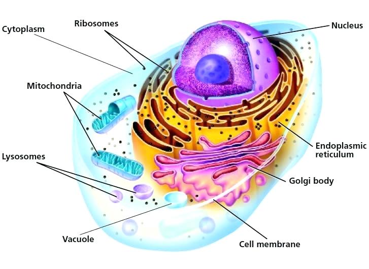 Cell Membrane Drawing Project at PaintingValley.com | Explore ...