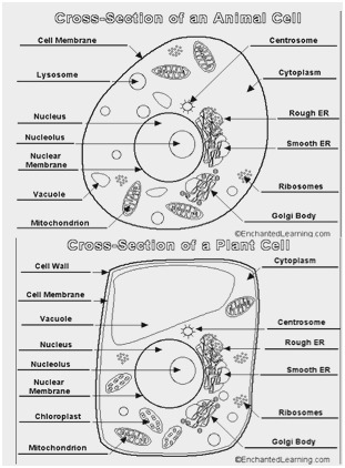 Cell Membrane Drawing Project at PaintingValley.com | Explore ...