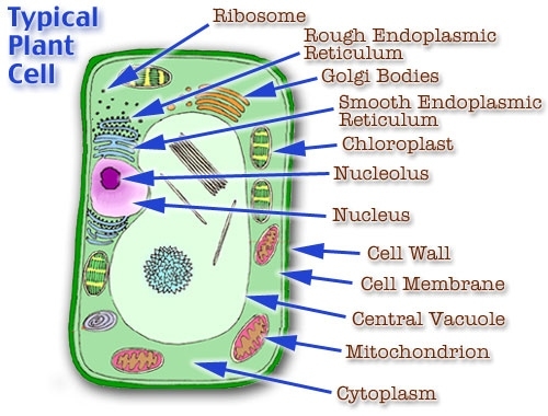 500x380 Plant Cell Model Cell Model Diagram Project Parts Structure - Cell Membrane Drawing Project