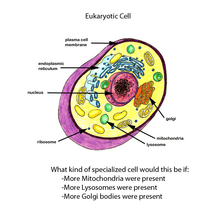 750x735 Project Drawing And Diagramming Holly Levin's Blog - Cell Membrane Drawing Project