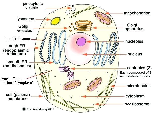 Cell Membrane Drawing Project At Paintingvalley Com Explore Collection Of Cell Membrane Drawing Project